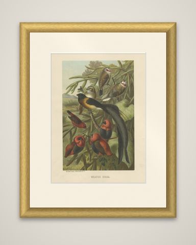 Antique Bird Print of Weaver Birds by American Lithographer Prang, 1898, shown framed