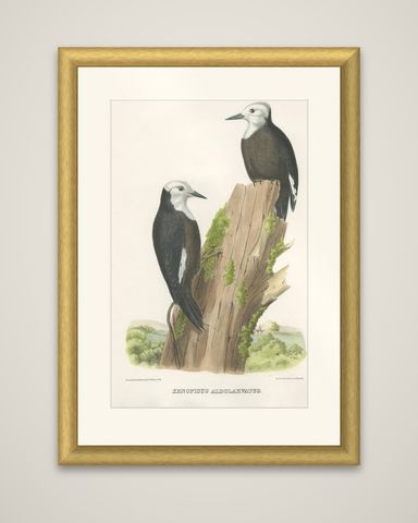 Antique Hand-Colored Print of North American White-Headed Woodpecker Birds, 1869, shown framed