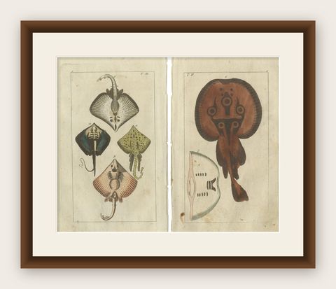 Set of 2 Antique Fish Prints, Common Torpedo Ray, Skate, Stingray, shown framed