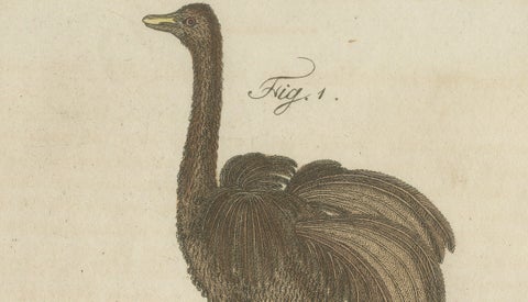 Antique Greater Rhea & Black Swan Engraving, Bertuch, 1798, close-up 6