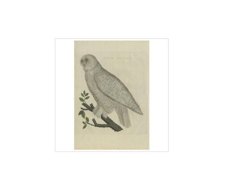 Antique Bird Print of the Snowy Owl by Sepp & Nozeman, 1809, view 3