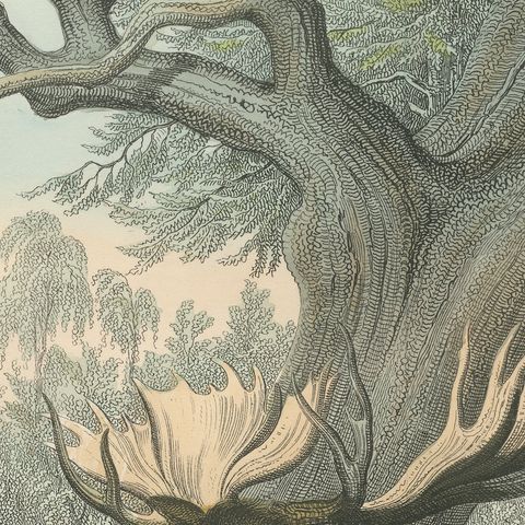 Antique Deer Print with Elk, Reindeer and Red Deer Stag, Kolb, circa 1890, close-up 3