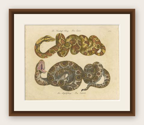 Antique Hand-Colored Boa Constrictor Snake Lithograph by Brodtmann, 1816, shown framed