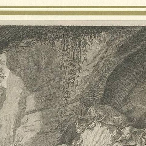 Antique Print of a Lynx by J.S. Müller, 1794, close-up 1
