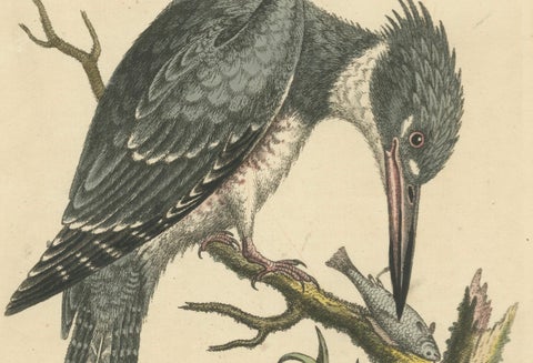 Majestic Hunter: The American Belted Kingfisher in Its Natural Habitat, 1749, close-up 1