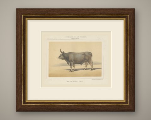 Algerian Ox, North African Cattle Chromolithograph by Olivier de Penne, 1863, shown framed