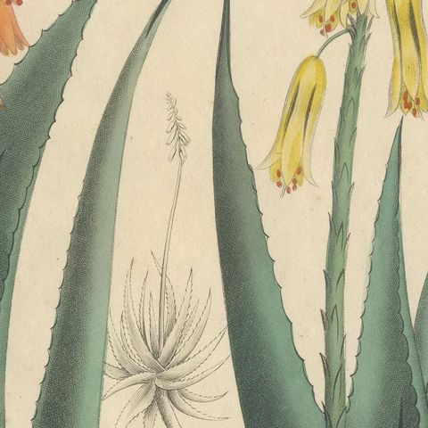 Antique Botanical Print of Aloe Socotrina & Aloe Vulgaris, c.1831, close-up 6