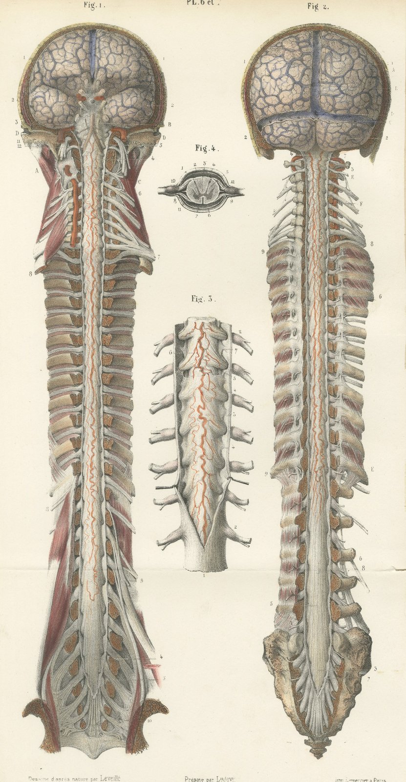 Arteries of the Brain and Spinal Cord, Hirschfeld Double Folding Plate, 1866