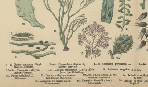 Antique Mushroom Plate, European Fungi Study, Botanical Lithograph 1885, close-up 3