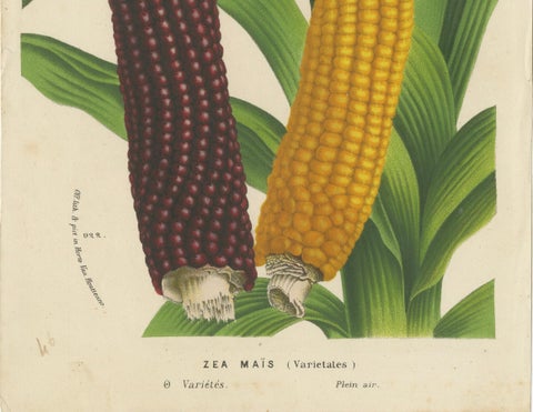 Vibrant Varieties: Showcasing Red and Yellow Maize in Botanical Art, c. 1875, close-up 3