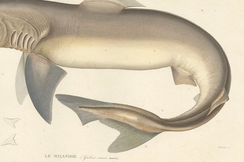 Antique Shark Illustration, Tope Shark from Iceland-Greenland Voyage, 1845, close-up 2