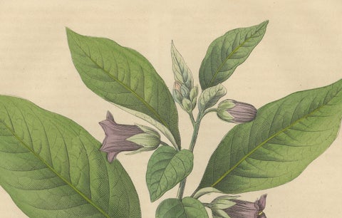 1852 Botanical Lithograph of Atropa Belladonna (Deadly Nightshade), close-up 2