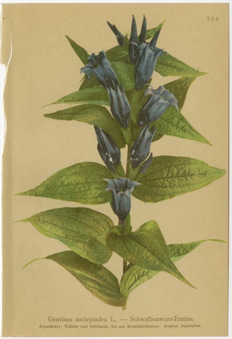 Alpine Gentiana Botanical Wall Collection, Set of 10, Antique Chromolithos, 1897, view 8