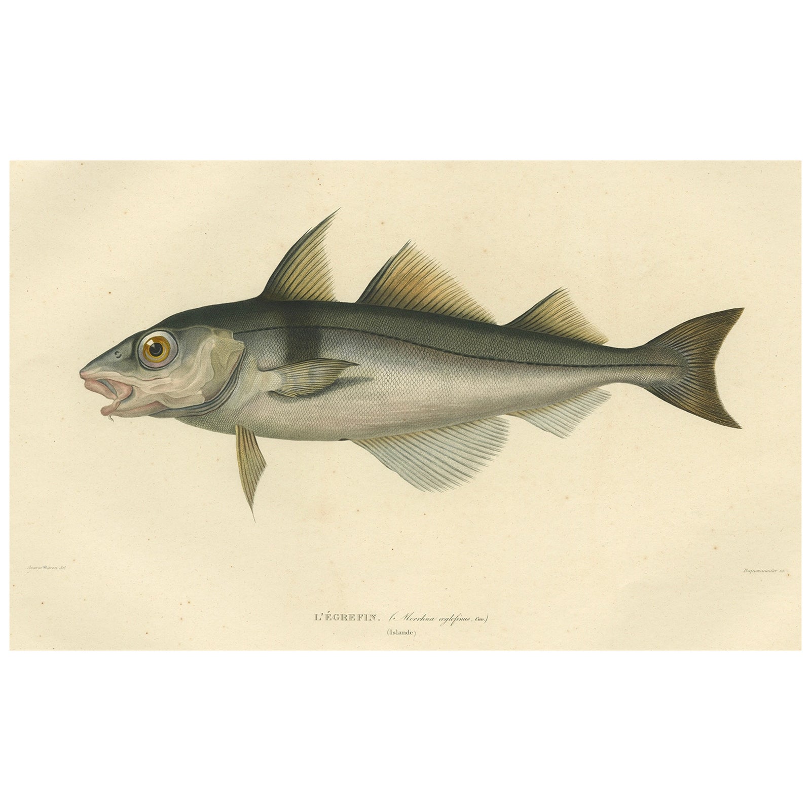 Antique Ichthyology Print, Haddock (L’Égrefin) from Gaimard Voyage, 1842