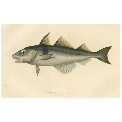Antique Ichthyology Print, Haddock (L’Égrefin) from Gaimard Voyage, 1842