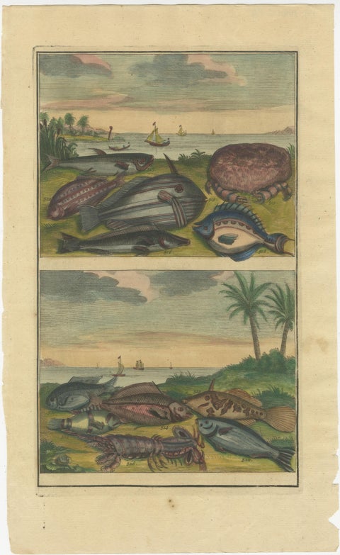 Set of 4 Colored Antique Prints of Various Fishes and Crustaceans, view 3