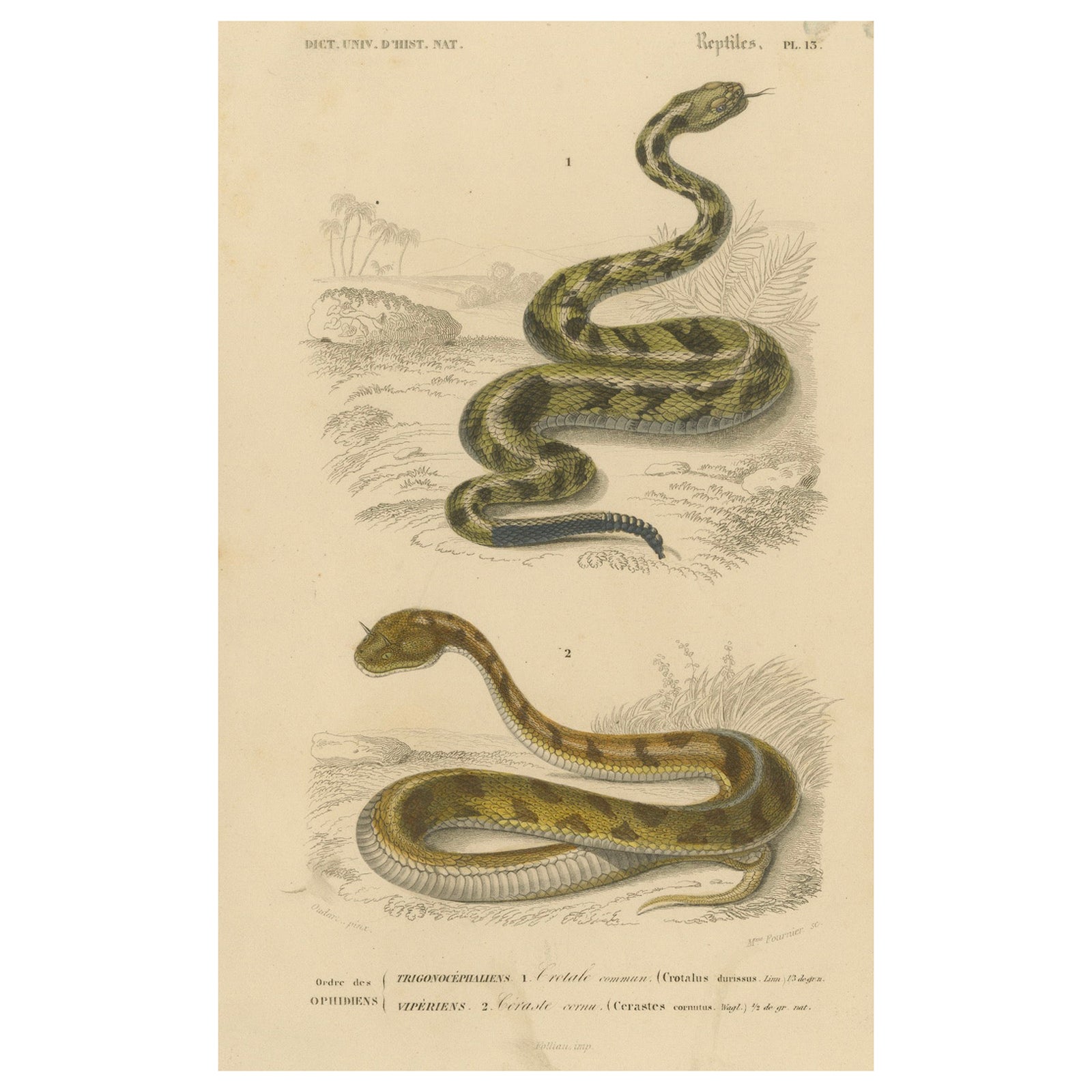 Snake Print of Rattlesnake and Horned Viper, c.1850, by Orbigny