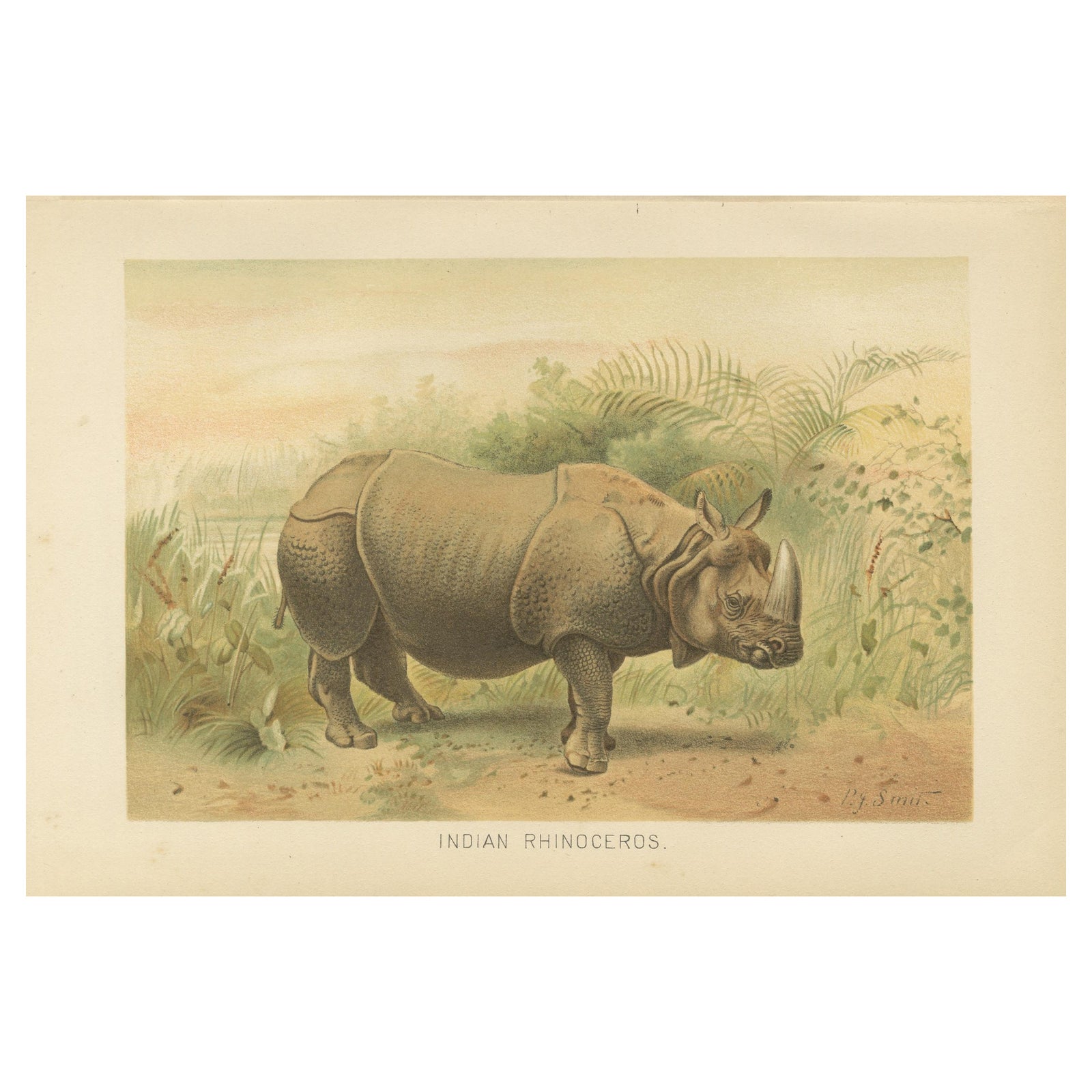 Indian Rhinoceros, Antique Natural History Chromolithograph, 1894