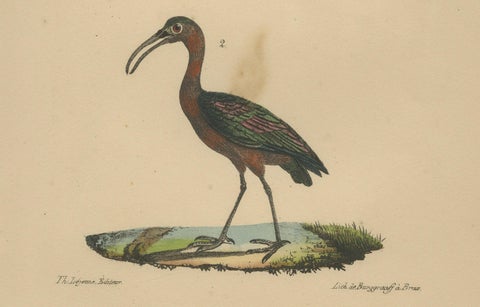 Scarlet Ibis & Glossy Ibis, Antique hand-coloured lithograph, c.1828, close-up 1