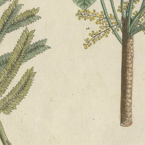 Rubber Tree and Gum Arabic Acacia, Antique Bertuch Print, circa 1805, close-up 5