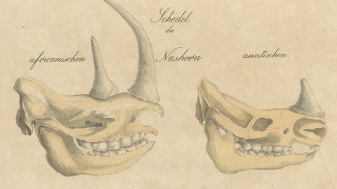 Beaver and African & Asian Rhinoceros Skull Studies, Brodtmann, 1816, close-up 2