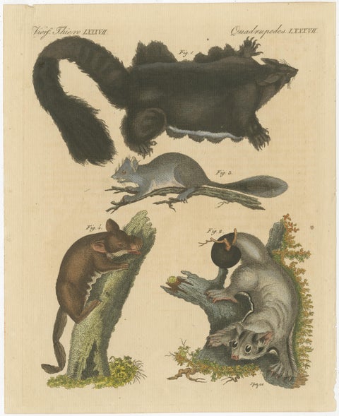 Antique Print of Didelphis species 'Opossum', Flying Squirrel and More, view 2