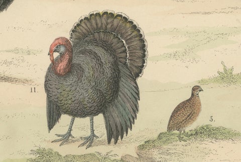 Game Birds & Flightless Birds Print: Peacock, Ostrich, Cassowary, Antique 1867, close-up 4