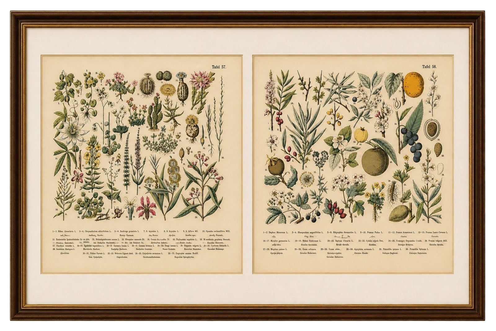 German Botanical Plates, Exotic Plants & Fruit Trees, Stuttgart c.1890