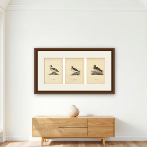 Antique Long-Tailed Duck Bird Lithographs Set of 3, Harelda Hyemalis, 1929, shown framed on a wall