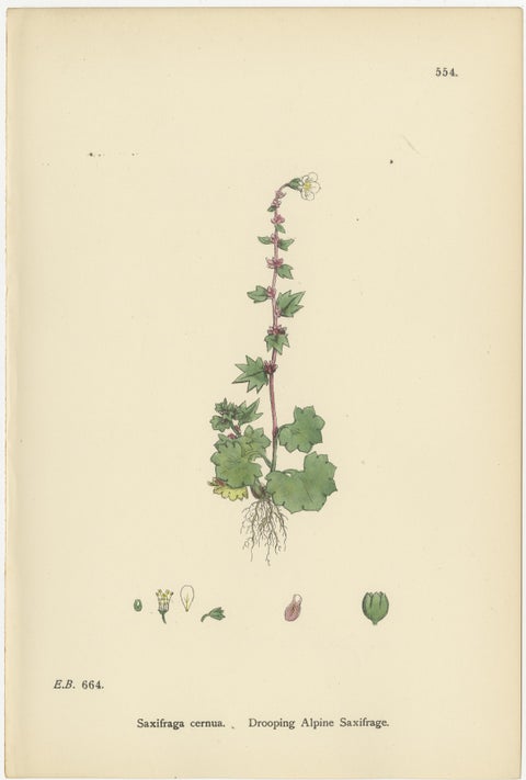Hand-Colored Botanical Engravings of Alpine and Meadow Saxifrages, 1902, view 2
