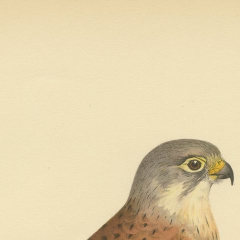 Falco Tinnunculus Antique Bird Print, Common Kestrel, 1929 Edition, close-up 1