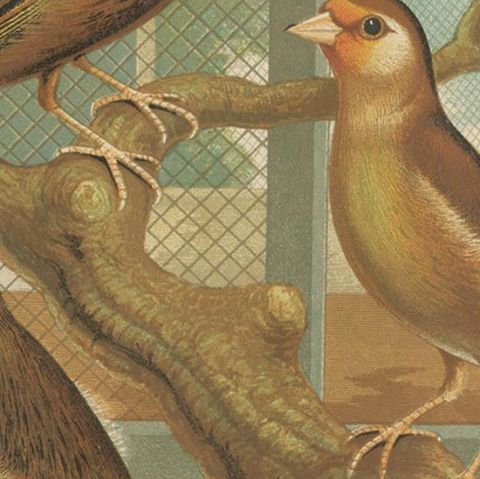 Antique Bird Print of the Goldfinch and Canary Mule Dark Mealy and Others, close-up 2