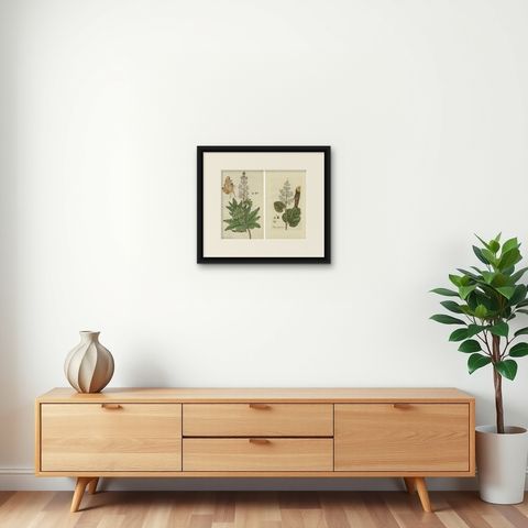 Set of 2 Antique Botany Prints - Rheum Rhapontieum & Rheum Palmatum, shown framed on a wall
