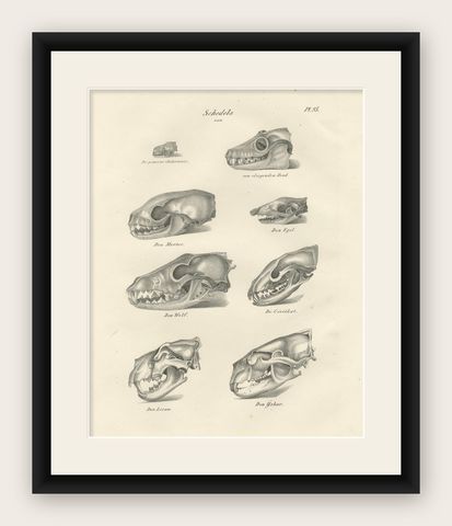 19th-Century Scientific Lithograph of Animal Skulls: Lion, Wolf, Bat and more, shown framed