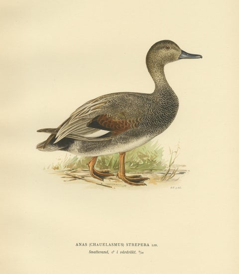 Antique Bird Print of the Gadwell by Von Wright '1929', view 3