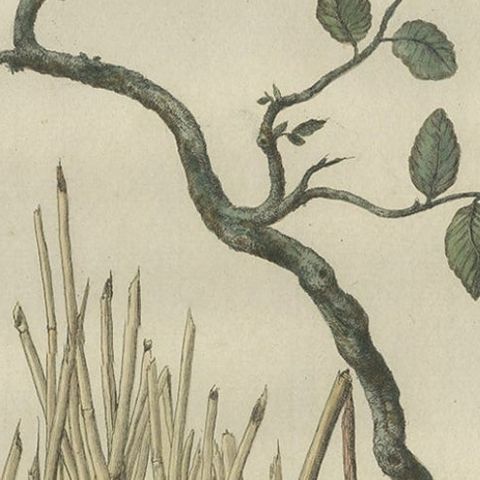 Original Hand-Colored Bird Print of the Marsh Tit with Nest and Eggs, 1770, close-up 2