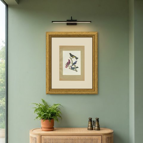 Purple-Throated and Other Cotingas, Brazilian Bird Print, Descourtilz, 1944, shown framed on a wall