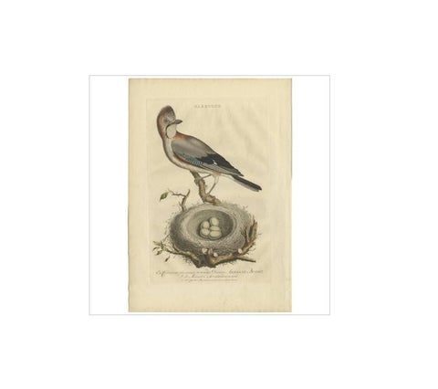 Antique Bird Print of the Garrulus by Sepp & Nozeman, 1770, view 4