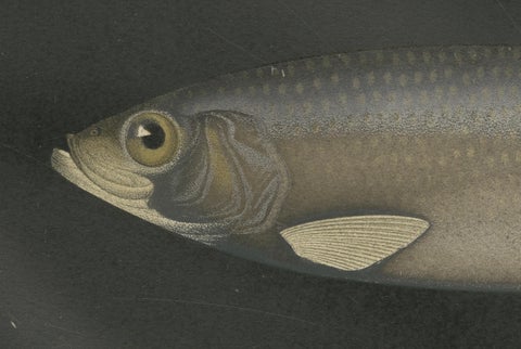 Scandinavian Herring and Shad: Exquisite Lithograph from Pisces Scandinaviae, close-up 2