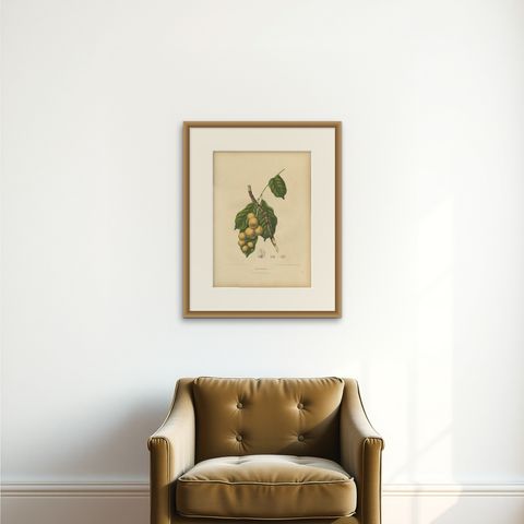 Original Antique Botanical Chromolithograph of the Asian Fruit Langsat, c.1880, shown framed on a wall