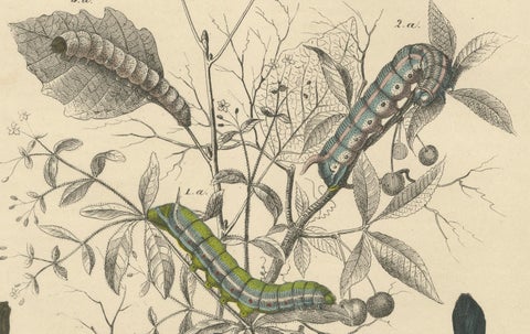 Lithograph of Insect Life Cycles, Moths, Bees, and Caterpillars with Host Plant, close-up 2
