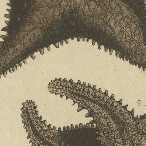 Antique Handcolored Engraving of Starfish and Marine Creatures, c.1800, close-up 6