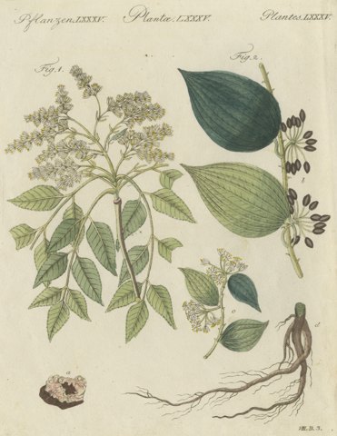 Manna Ash and Sarsaparilla Medicinal Plants, Antique Bertuch Print, circa 1805