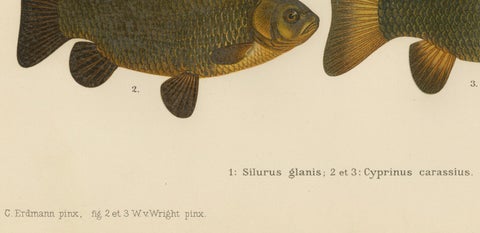 Wels Catfish and Crucian Carp - Iconic Scandinavian Freshwater Fish Lithograph, close-up 2