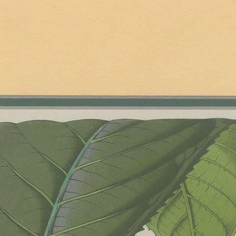 Antique Botany Print of the Gustavia Insignis by Van Houtte 'c.1845', close-up 1