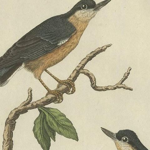 Antique Bird Print of the Eurasian Nuthatch by Sepp & Nozeman, 1829, close-up 1