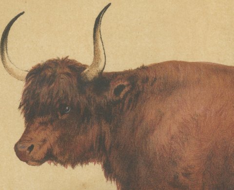 West Highland Ox, Scottish Cattle Chromolithograph by Olivier de Penne, 1863, close-up 1