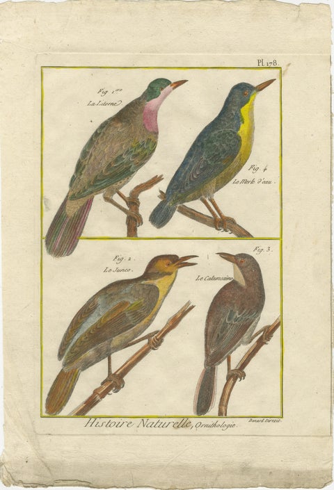Hand-Colored Engraving of European & Exotic Birds from Histoire Naturelle, 1790, view 2