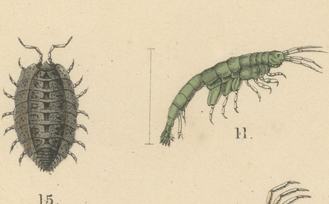 Crustaceans & Marine Invertebrates Print: Crab, Lobster, Horseshoe Crab - 1867, close-up 4