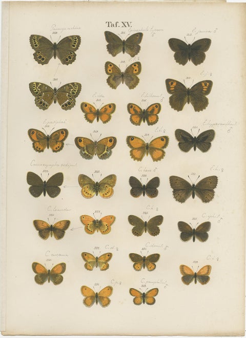 Set of 7 Antique Prints of Various Butterflies and Moths by Ramann 'circa 1870', view 4